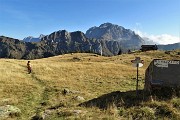 86 Piacevole camminare sui pratoni giallo-oro del pianoro di Monte Campo 